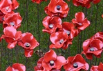 Poppies